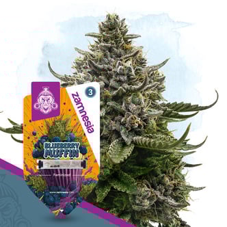 Blueberry Muffin (Zamnesia Seeds) feminized