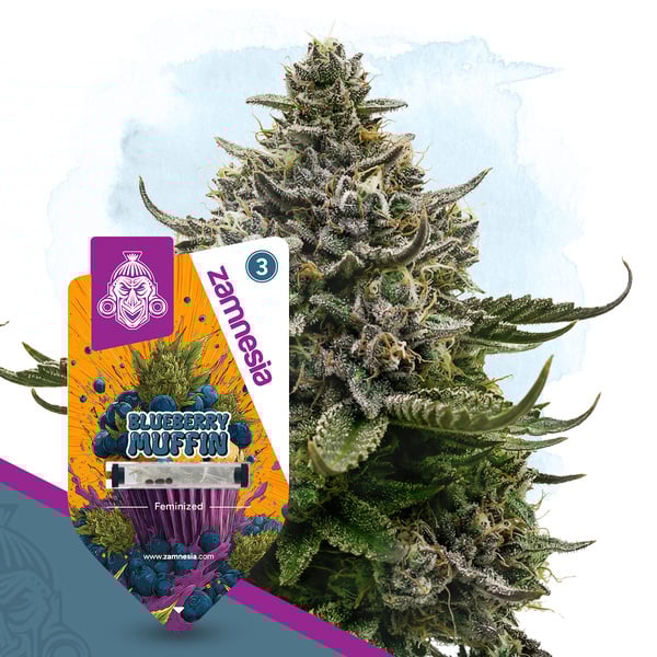 Blueberry Crumble (Zamnesia Seeds) feminized