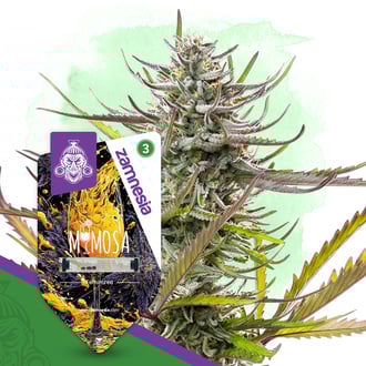 Mimosa (Zamnesia Seeds) feminized