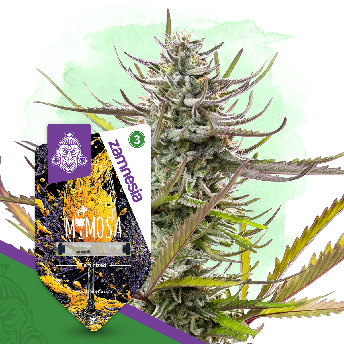 Buy Mimosa seeds | Fast-Flowering Citrus Hybrid