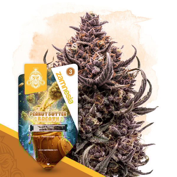 Peanut Butter Breath (Zamnesia Seeds) feminized