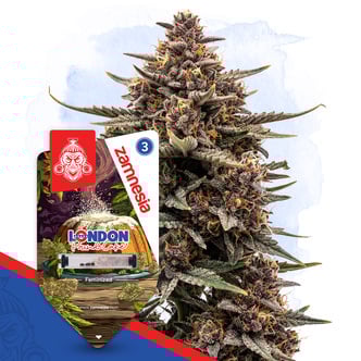 London Pound Cake (Zamnesia Seeds) feminized