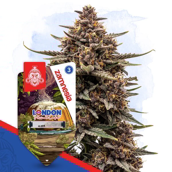 London Pound Cake (Zamnesia Seeds) feminized