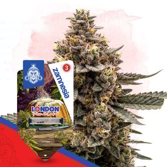 London Pound Cake Autoflower (Zamnesia Seeds) Feminized