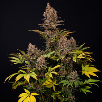 Black Runtz (Zamnesia Seeds) feminized