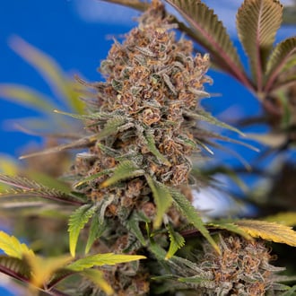 Black Runtz (Zamnesia Seeds) feminized