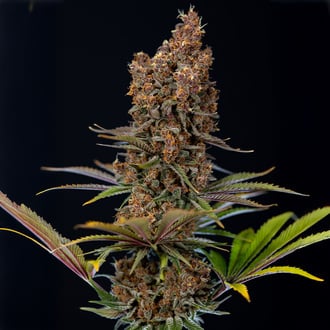 Black Runtz (Zamnesia Seeds) feminized