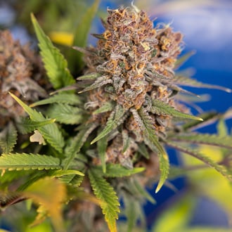 Black Runtz (Zamnesia Seeds) feminized