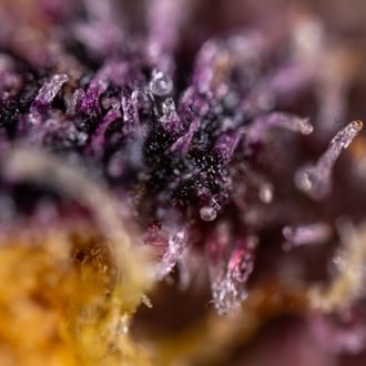 Black Runtz (Zamnesia Seeds) feminized