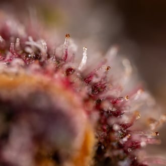 Black Runtz (Zamnesia Seeds) feminized