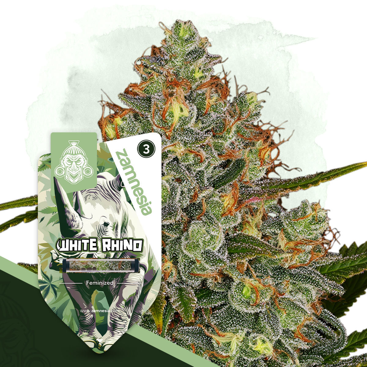 zamnesia-seeds-white-rhino.jpg