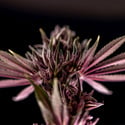 Purple Urkle (Zamnesia Seeds) feminized