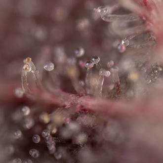 Purple Urkle (Zamnesia Seeds) feminisiert