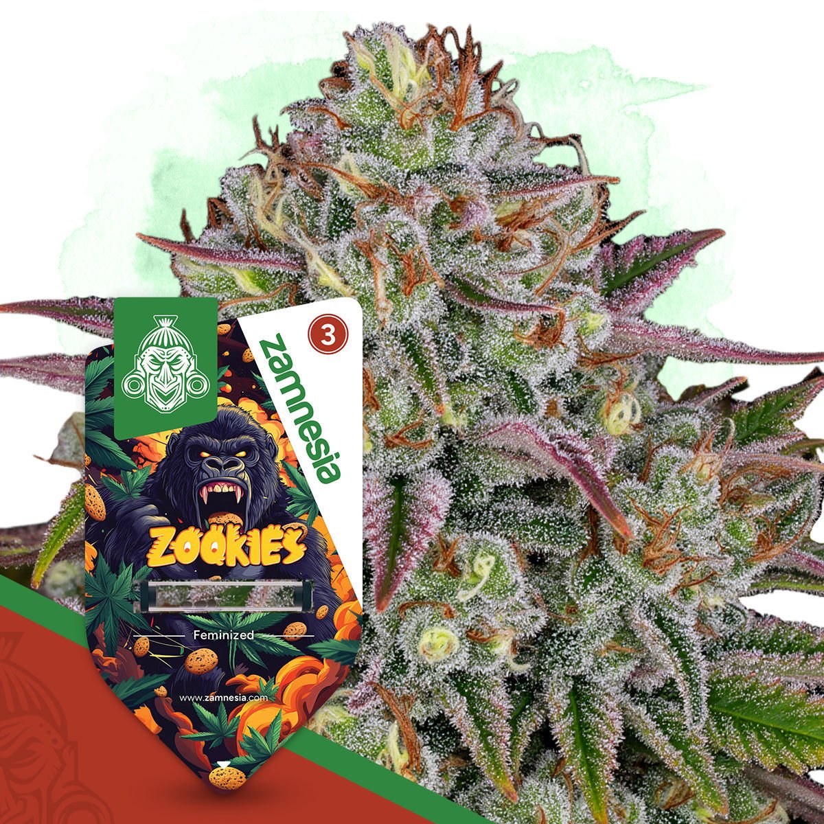 Buy Zookies by Zamnesia Seeds