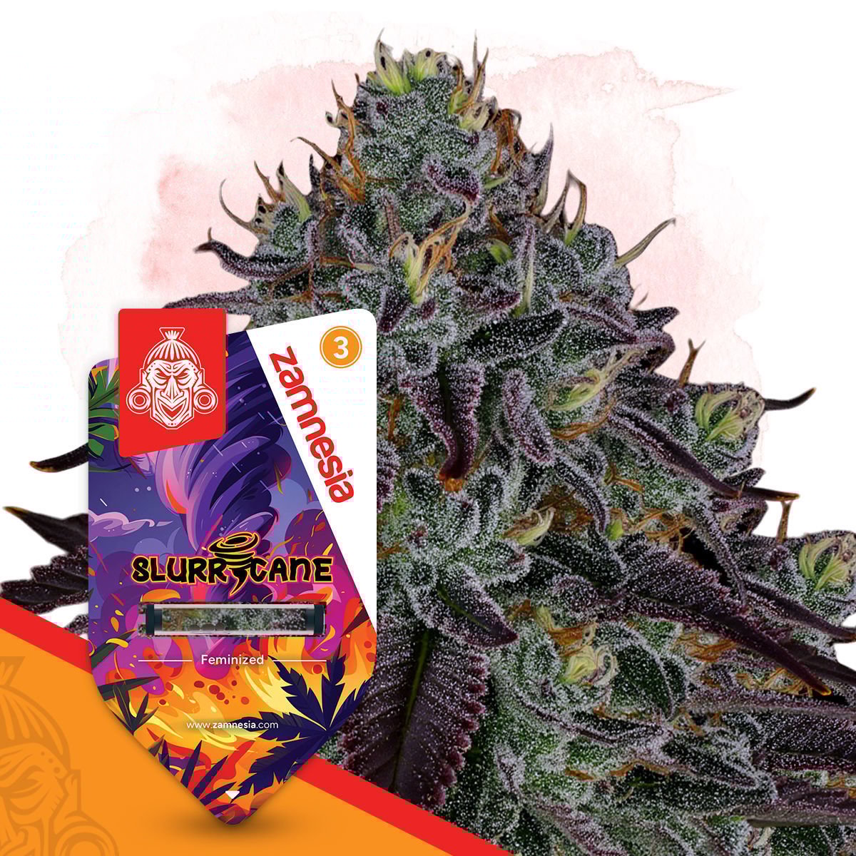 Slurricane #7 Feminisiert (Inhouse Genetics)