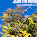 Slurricane (Zamnesia Seeds) feminized