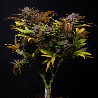 Slurricane (Zamnesia Seeds) feminized