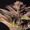Slurricane (Zamnesia Seeds) feminized