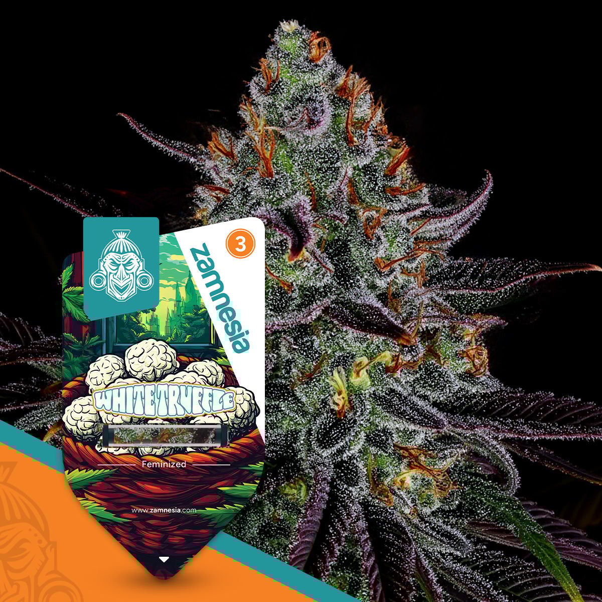Peanut Butter Breath Feminisiert (Blimburn Seeds)