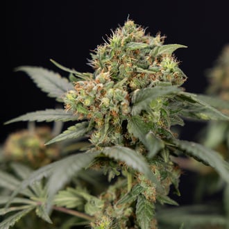 White Truffle (Zamnesia Seeds) feminized