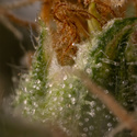 White Truffle (Zamnesia Seeds) feminized