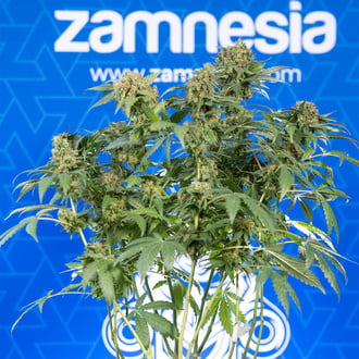 White Truffle (Zamnesia Seeds) feminized