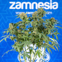 White Truffle (Zamnesia Seeds) feminized