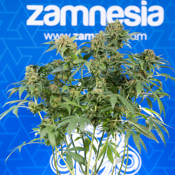 White Truffle (Zamnesia Seeds) feminized