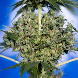 White Truffle (Zamnesia Seeds) feminized
