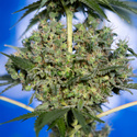 White Truffle (Zamnesia Seeds) feminized