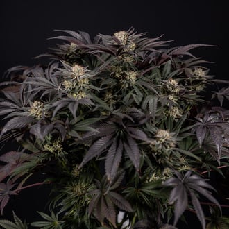 Black Diamond (Zamnesia Seeds) Feminized