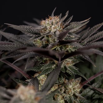 Black Diamond (Zamnesia Seeds) Feminized