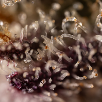 Black Diamond (Zamnesia Seeds) Feminized