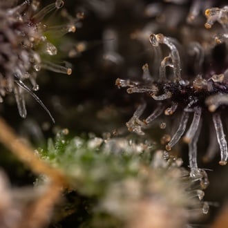 Black Diamond (Zamnesia Seeds) Feminized