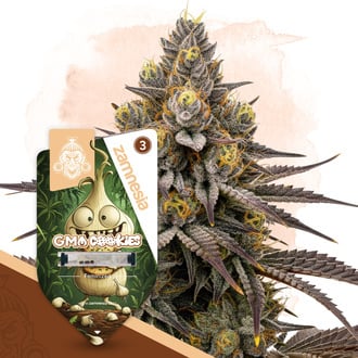 GMO Cookies (Zamnesia Seeds) feminized