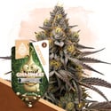GMO Cookies (Zamnesia Seeds) feminized