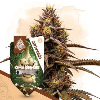 GMO Cookies Autoflower (Zamnesia Seeds) feminized
