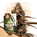GMO Cookies Autoflower (Zamnesia Seeds) feminized