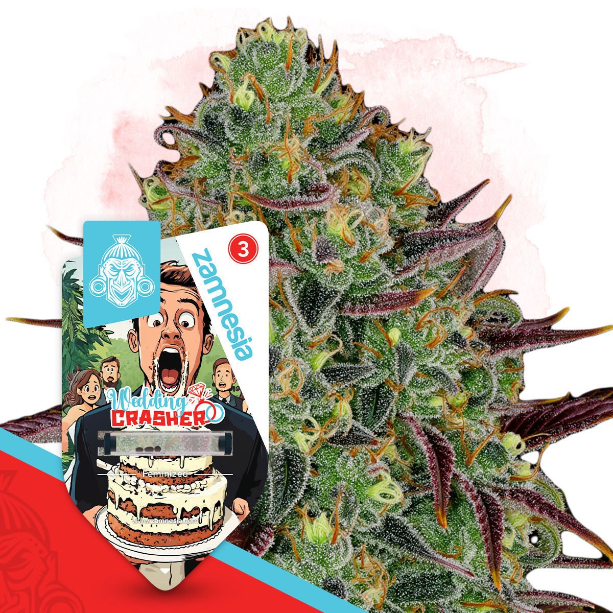 Rated R Feminisiert (Symbiotic Genetics)