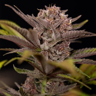 Rainbow Sherbet Automatic (Zamnesia Seeds) feminisiert