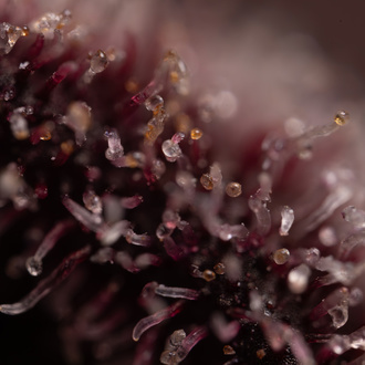 Rainbow Sherbet Automatic (Zamnesia Seeds) feminisiert