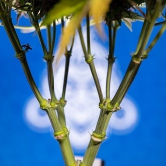 Rainbow Sherbet Automatic (Zamnesia Seeds) feminisiert