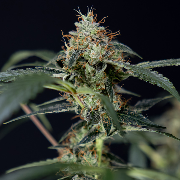 Gush Mintz Autoflower (Zamnesia Seeds) feminized