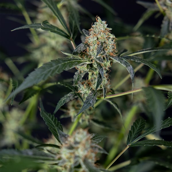 Gush Mintz Autoflower (Zamnesia Seeds) feminized