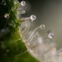 Gush Mintz Autoflower (Zamnesia Seeds) feminized