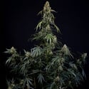 King Louis Autoflower (Zamnesia Seeds) feminized