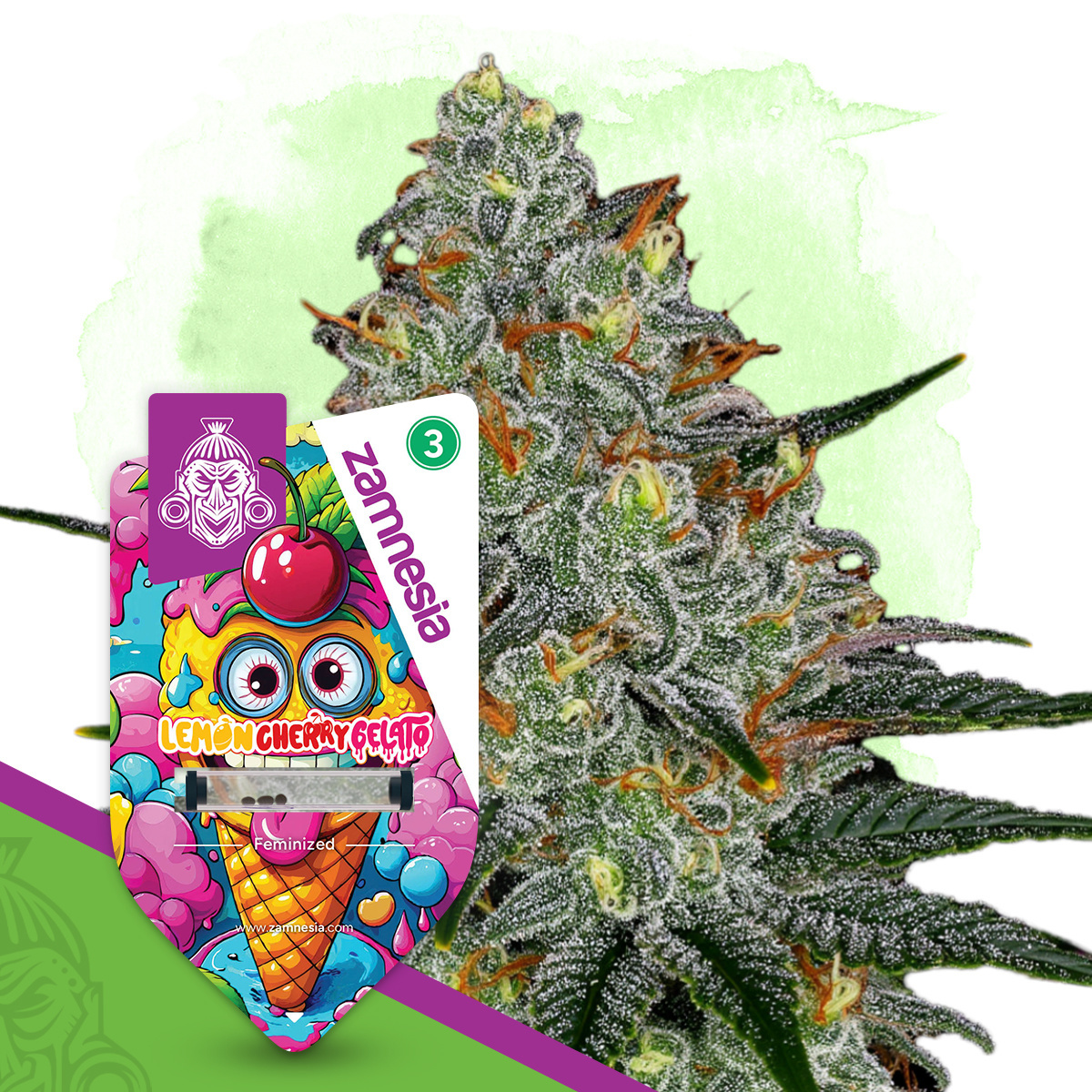 Buy Lemon Cherry Gelato | 26% Potency & Tropical Terps