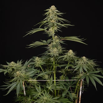 Lemon Cherry Gelato (Zamnesia Seeds) feminized