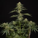 Lemon Cherry Gelato (Zamnesia Seeds) feminized
