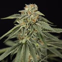 Lemon Cherry Gelato (Zamnesia Seeds) feminized